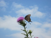 Shenandoah National Park