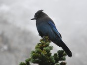 Rocky Mountain National Park
