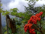 Great Smoky Mountains National Park