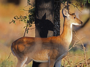   wichita mountains wildlife refuge