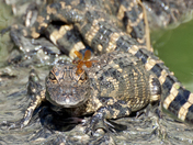 Big Cypress National Wildlife Area
