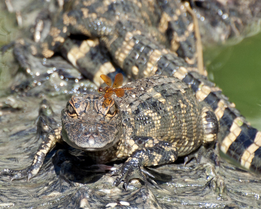 Big Cypress National Wildlife Area