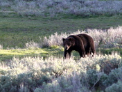 Yellowstone National Park