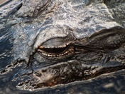 Loxahatchee Wildlife Refuge