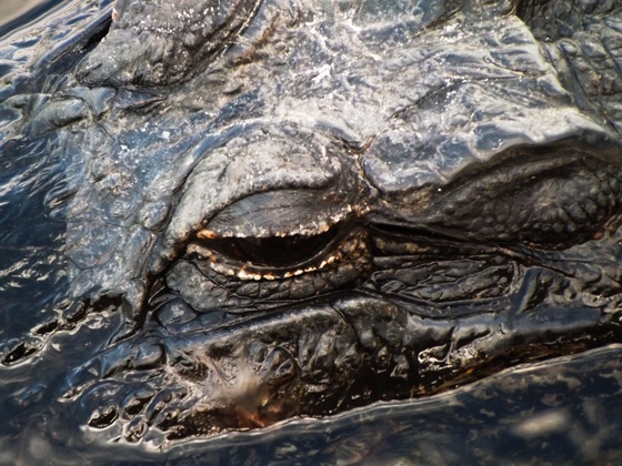 Loxahatchee Wildlife Refuge