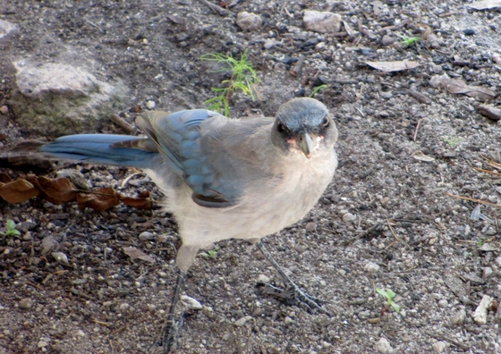 Sabino Canyon