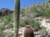 Pima Canyon Trail