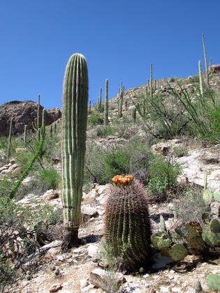 Pima Canyon Trail