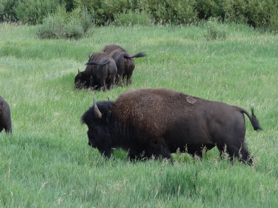 Yellowstone National Park