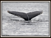 Humpback Whale