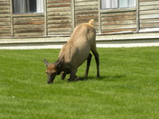 Yellowstone National Park