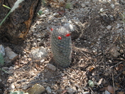 saguaro national park