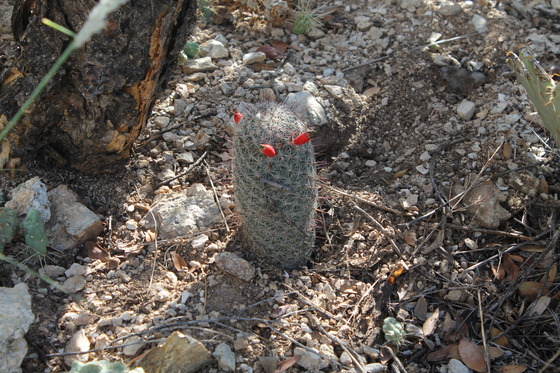 saguaro national park