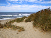 Siuslaw National Forest