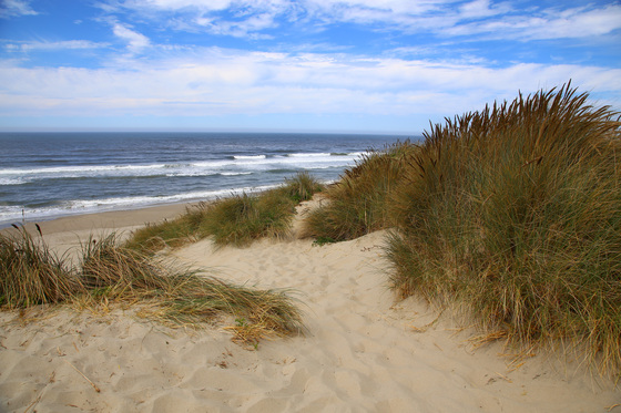 Siuslaw National Forest