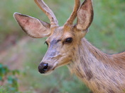 Zion National Park
