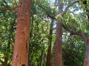 Chickasaw  National Recreation  Park