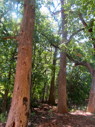 Chickasaw  National Recreation  Park