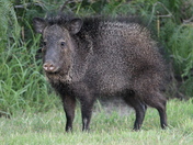 Laguna Atascosa National Wildlife Refuge