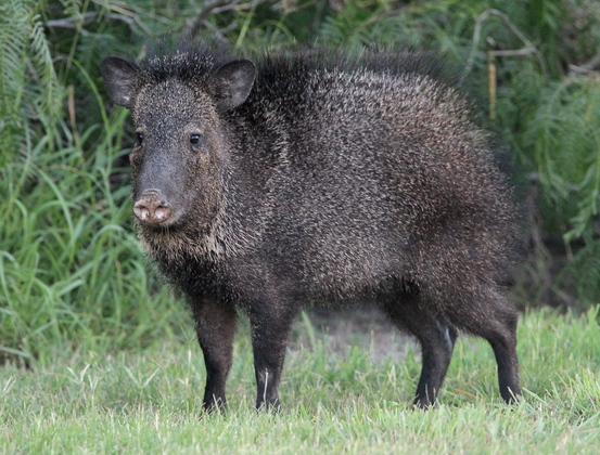 Laguna Atascosa National Wildlife Refuge