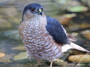 Laguna Atascosa National Wildlife Refuge