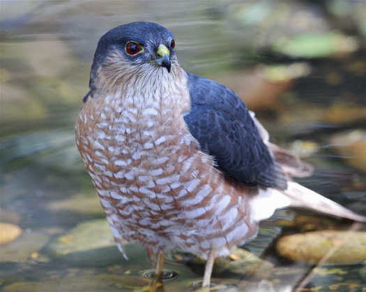 Laguna Atascosa National Wildlife Refuge