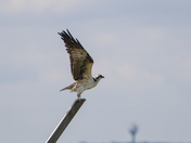 Edwin B Forsythe Wildlife Preserve