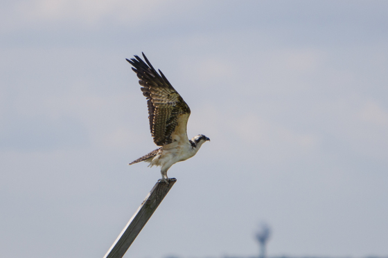 Edwin B Forsythe Wildlife Preserve