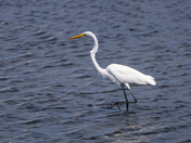 Edwin B Forsythe Wildlife Preserve