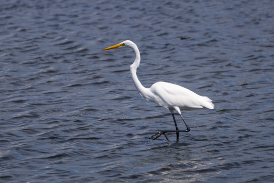 Edwin B Forsythe Wildlife Preserve