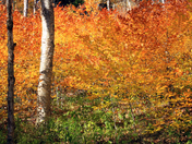 Great Smoky Mountains National Park