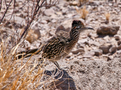 Big Bend National Park