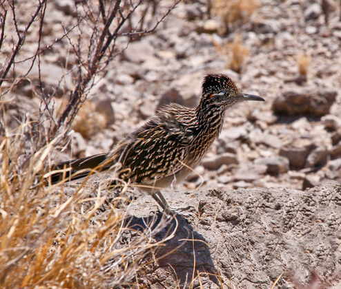 Big Bend National Park