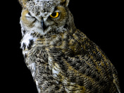 great horned owl