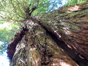 Redwood National Park