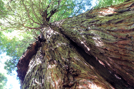 Redwood National Park