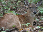 Cades Cove, Great Smoky Mountains