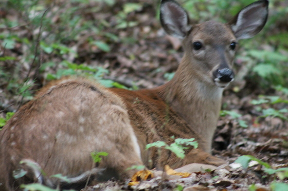 Cades Cove, Great Smoky Mountains