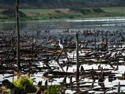 Ridgefield National Wildlife Refuge