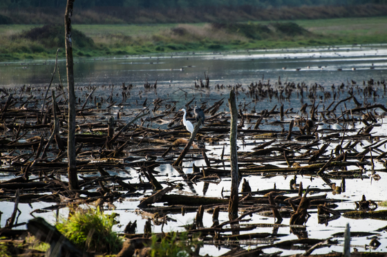 Ridgefield National Wildlife Refuge