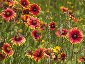 Wichita Mountains Wildlife Refuge