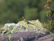 Wichita Mountains Wildlife Refuge