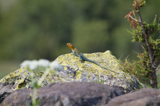Wichita Mountains Wildlife Refuge