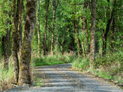 Ridgefield National Wildlife Refuge