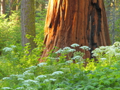 Sequoia National Park