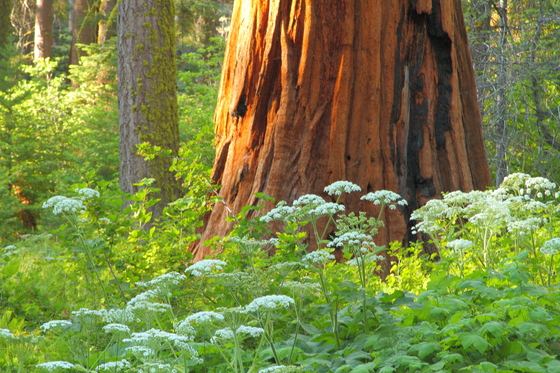 Sequoia National Park