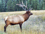 Jasper National Park