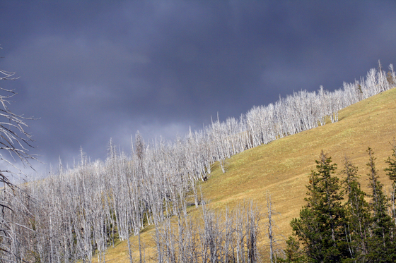 Yellowstone National Park