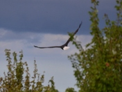Blackwater Wildlife Refuge