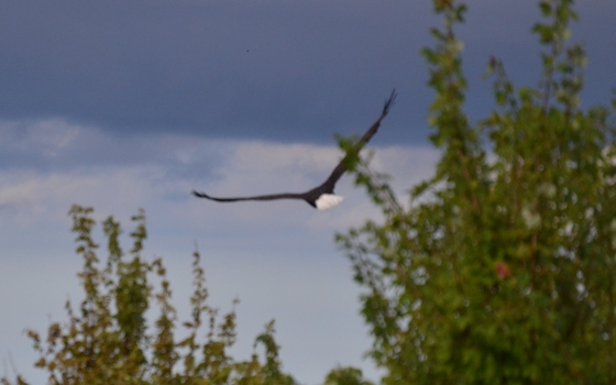 Blackwater Wildlife Refuge